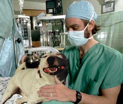 vet